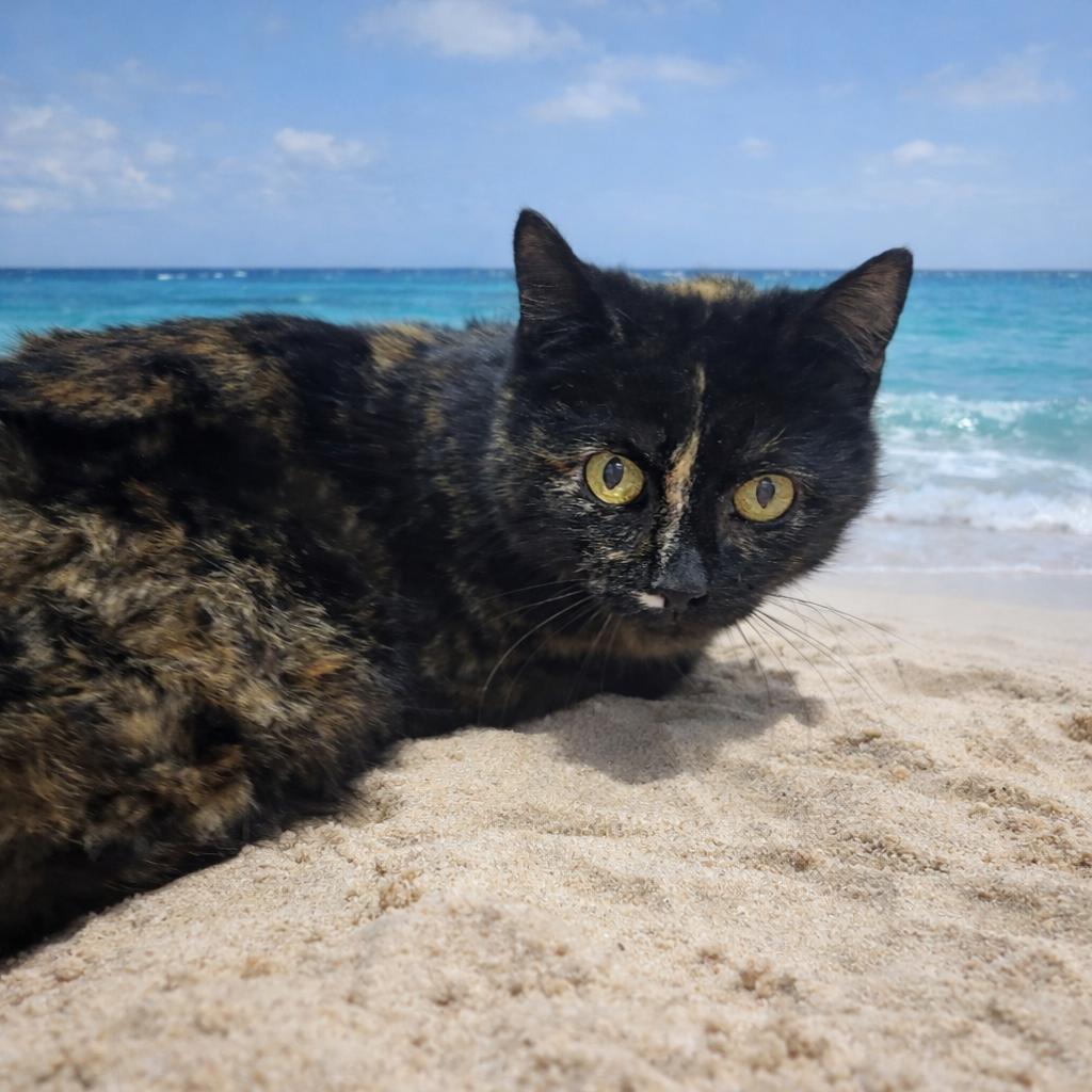 Enlarge Malibu, a Adoptable Domestic Short Hair in Fort Wayne, IN image 1/2