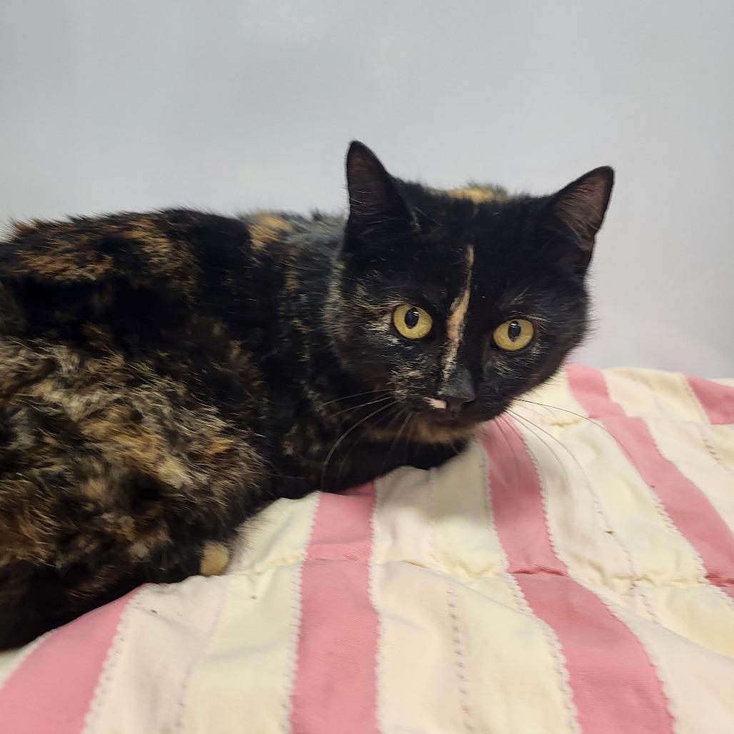 Enlarge Malibu, a Adoptable Domestic Short Hair in Fort Wayne, IN image 2/2