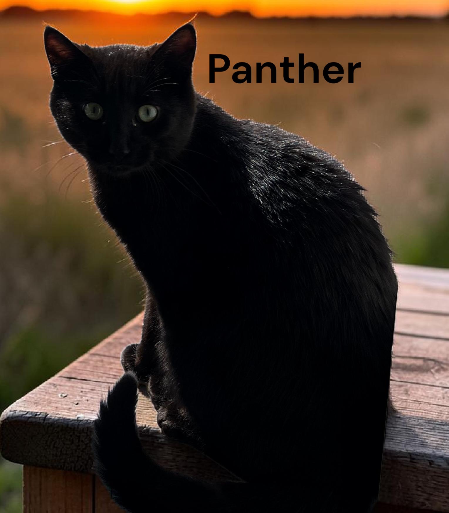 Panther, Adoptable, Young Male Domestic Short Hair.