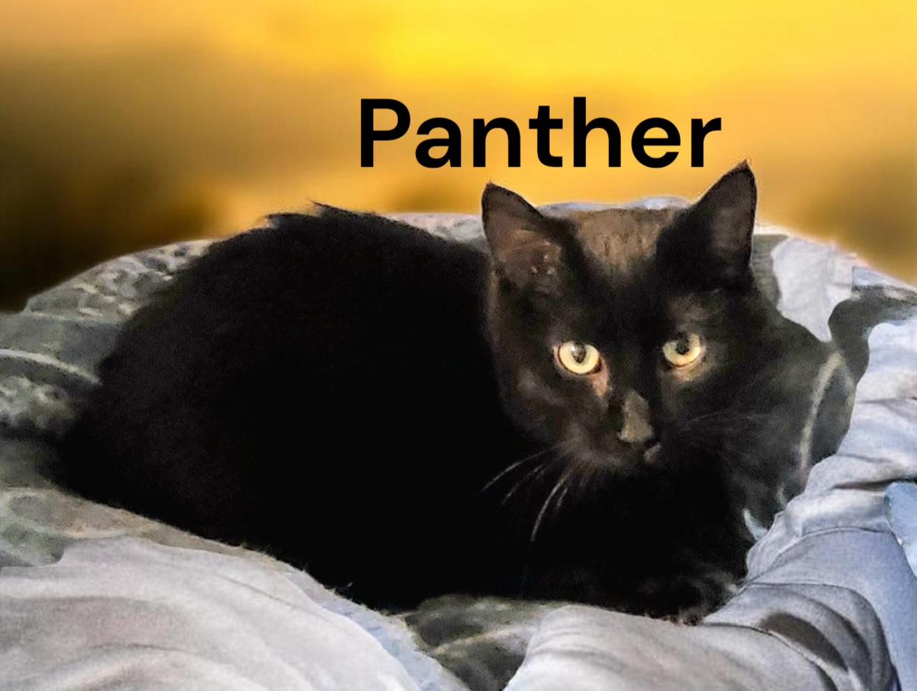 Panther, a Adoptable Domestic Short Hair in Newport News, VA image 2/2