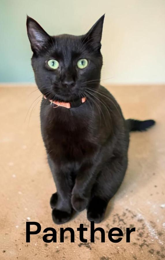 Panther, Adoptable, Young Male Domestic Short Hair.