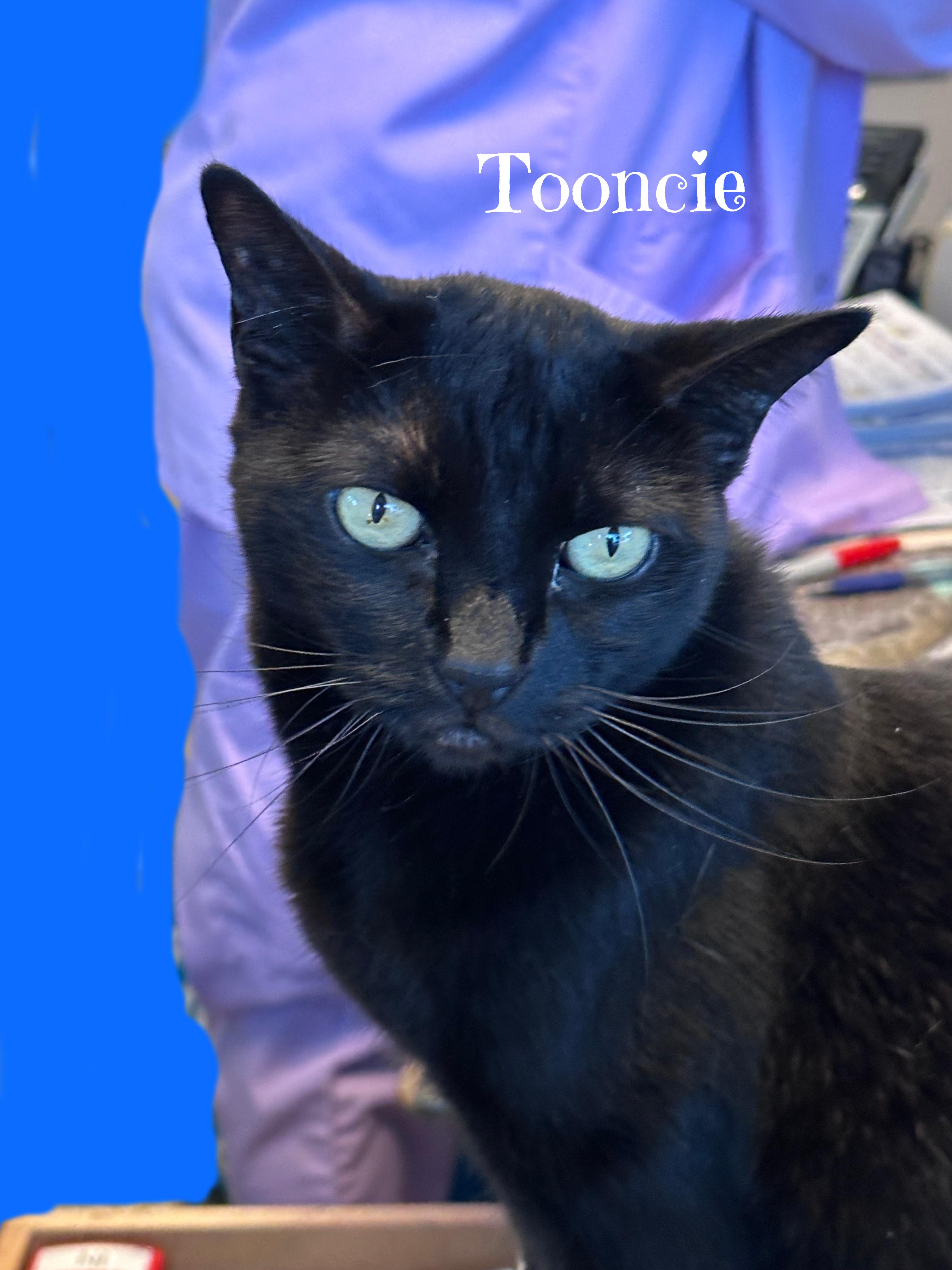TOONCES, a ADOPTABLE Domestic Short Hair in Monrovia, CA image 4/6