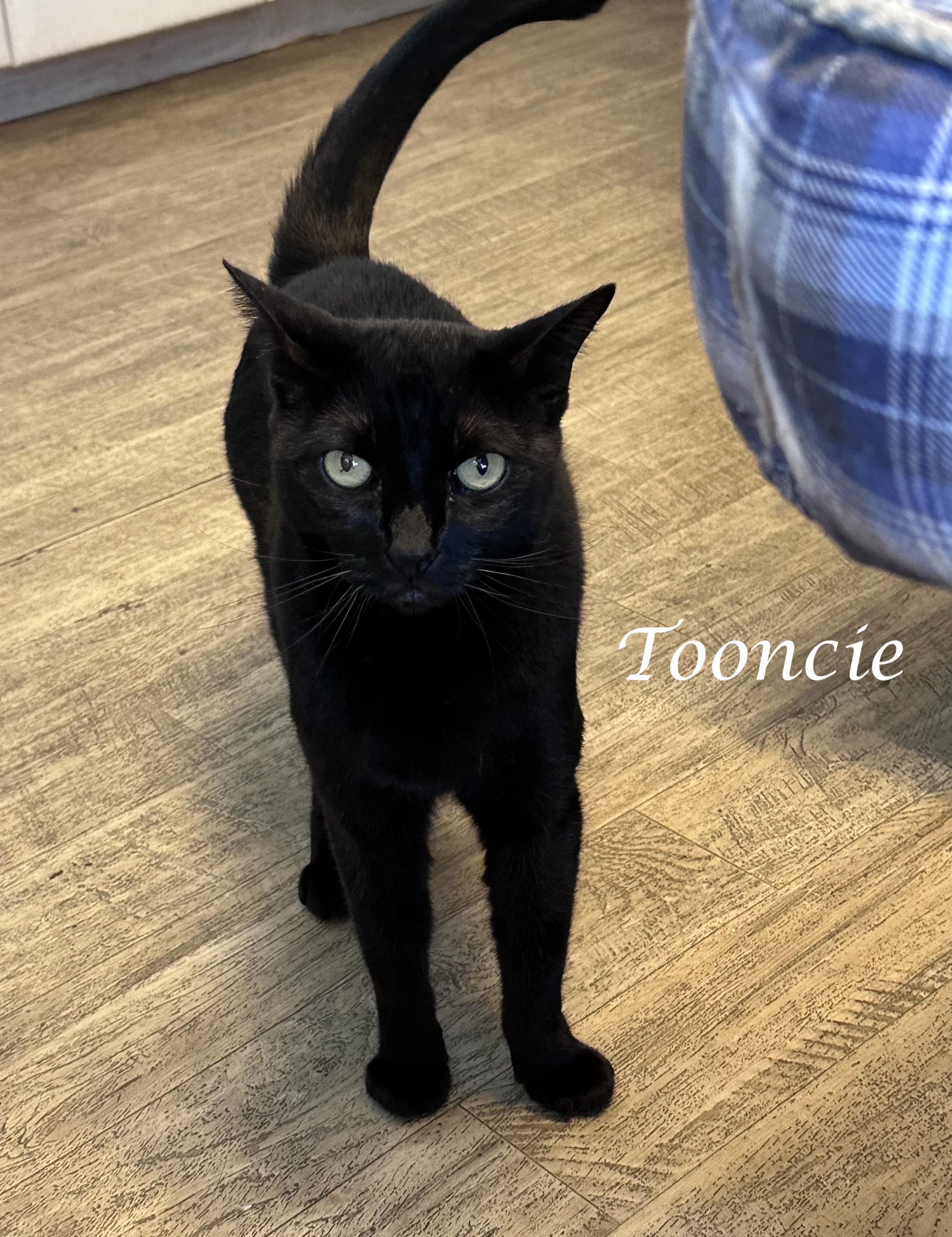 TOONCES, a ADOPTABLE Domestic Short Hair in Monrovia, CA image 3/6