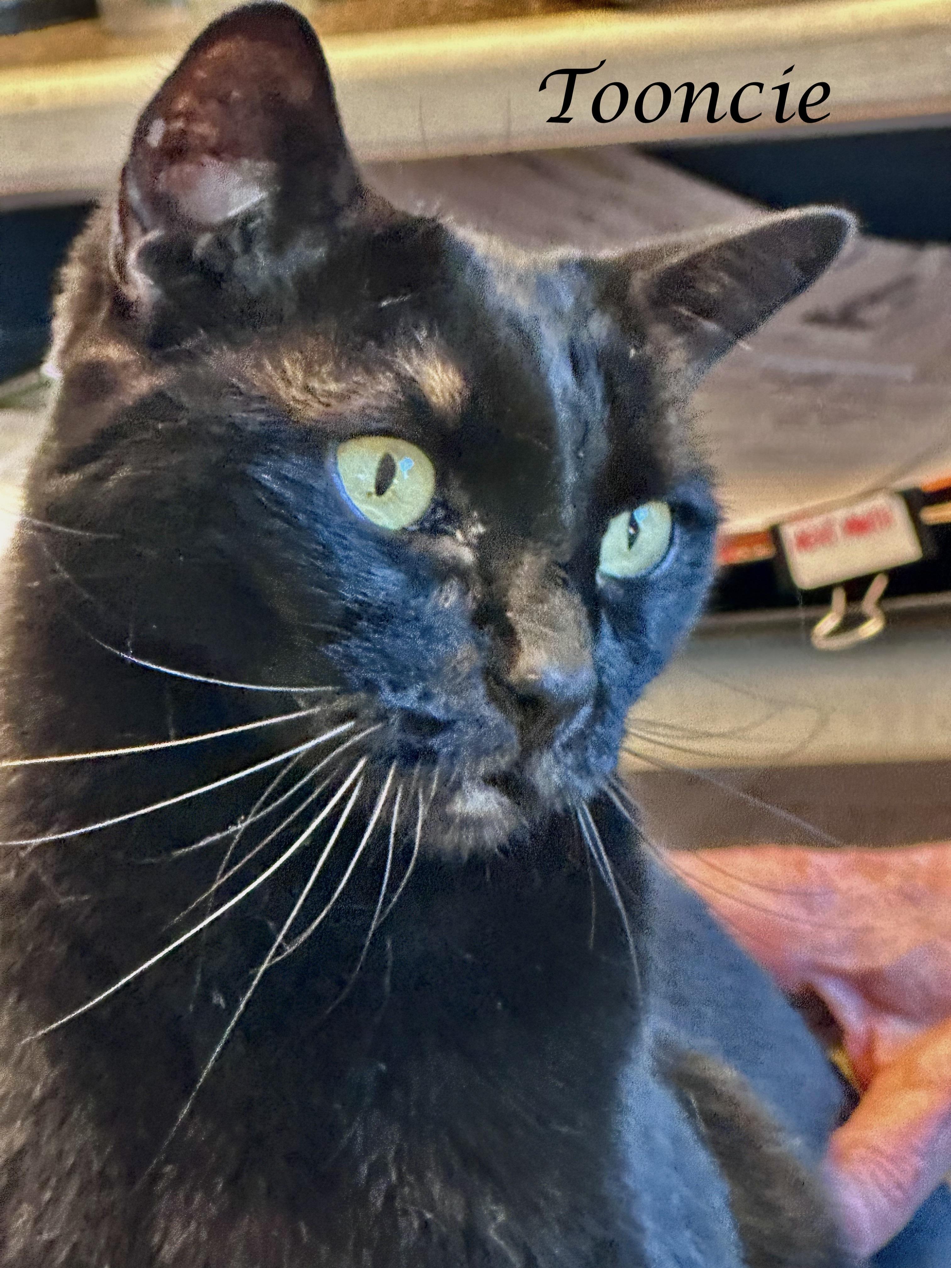 TOONCES, a ADOPTABLE Domestic Short Hair in Monrovia, CA image 5/6