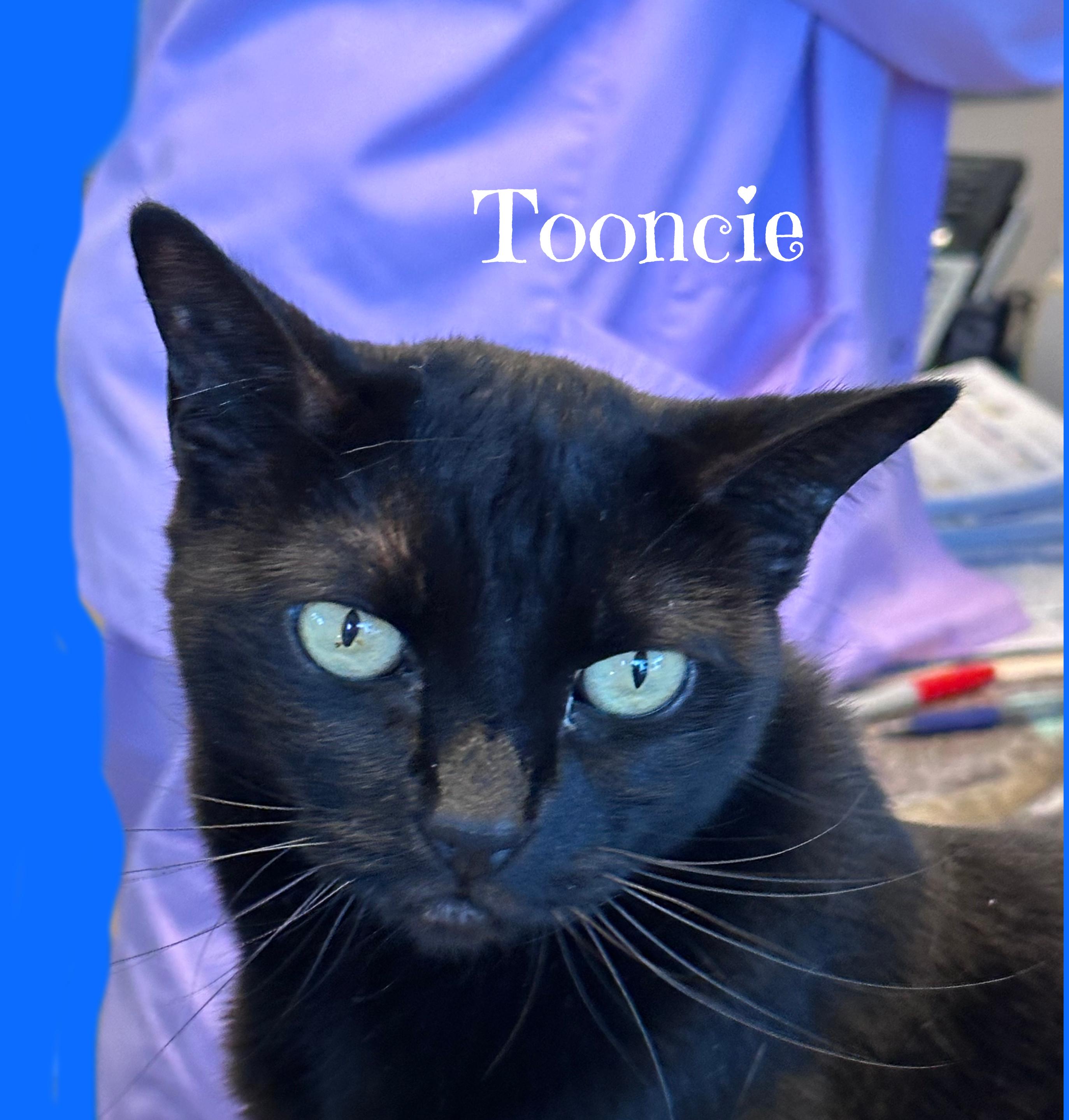 TOONCES, ADOPTABLE, Adult Female Domestic Short Hair.