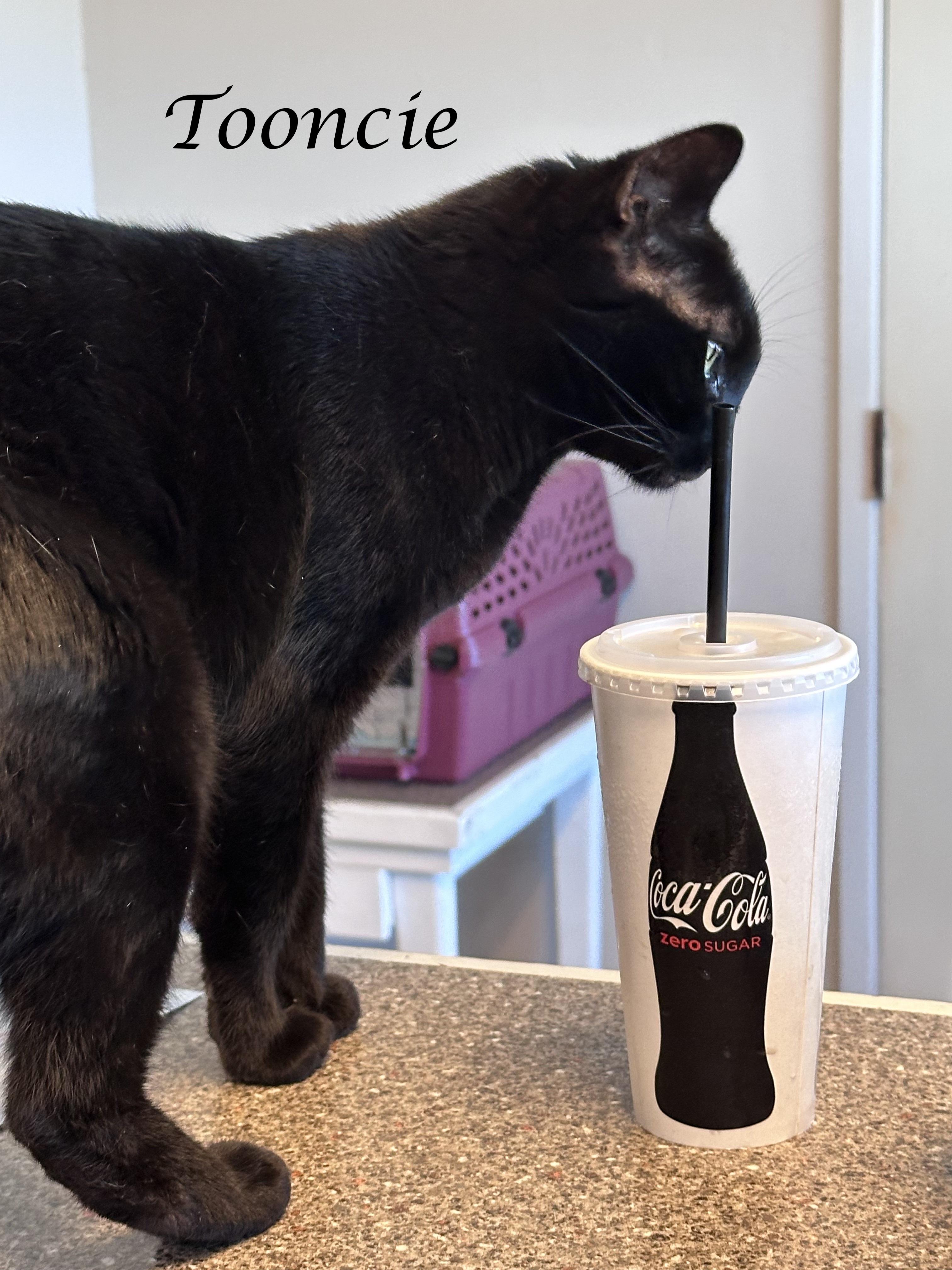 TOONCES, a ADOPTABLE Domestic Short Hair in Monrovia, CA image 6/6