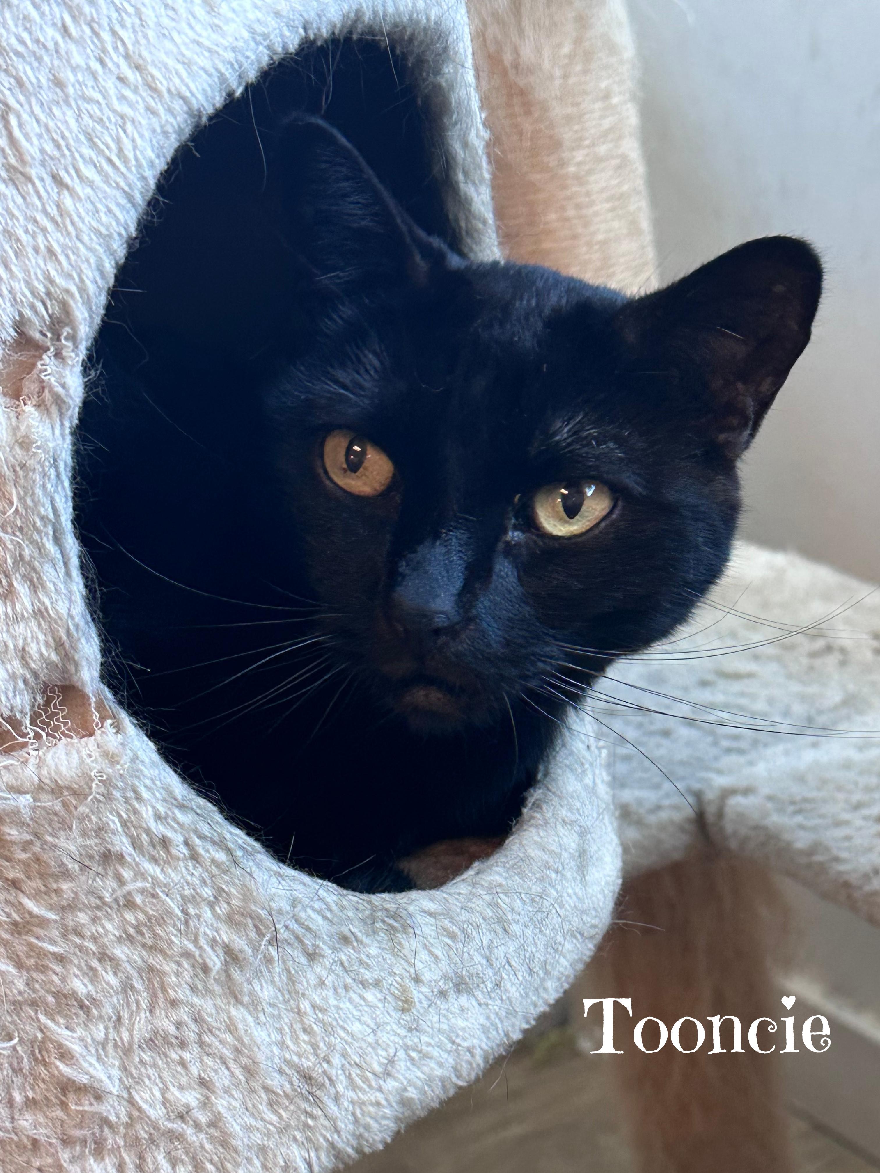 TOONCES, a ADOPTABLE Domestic Short Hair in Monrovia, CA image 2/6