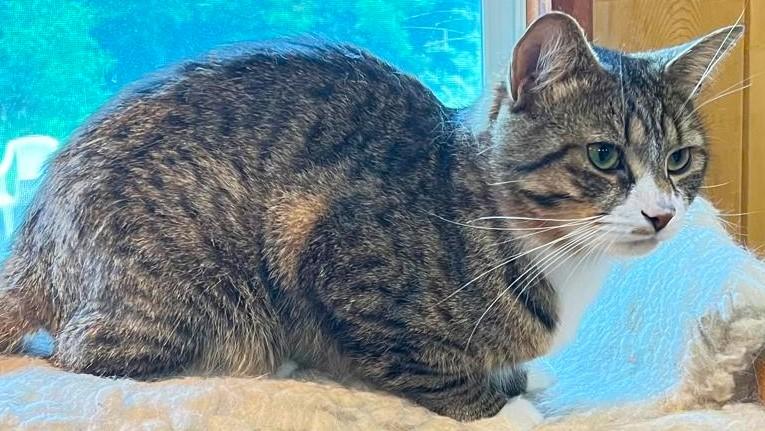 Enlarge Trésor, a ADOPTABLE mixed breed in Chertsey, QC image 3/6