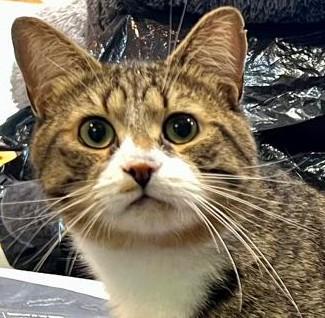 Trésor, ADOPTABLE, Young Male Domestic Short Hair & Tabby.
