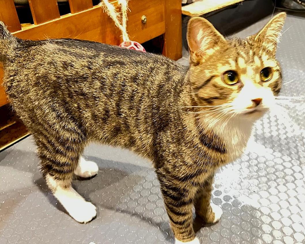 Enlarge Trésor, a ADOPTABLE mixed breed in Chertsey, QC image 6/6