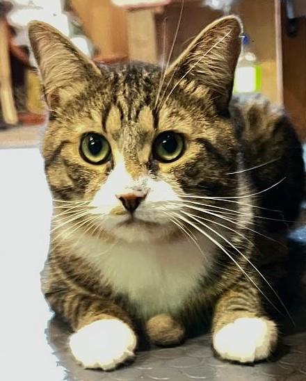 Enlarge Trésor, a ADOPTABLE mixed breed in Chertsey, QC image 5/6