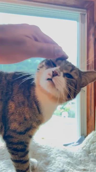 Enlarge Trésor, a ADOPTABLE mixed breed in Chertsey, QC video 2/6