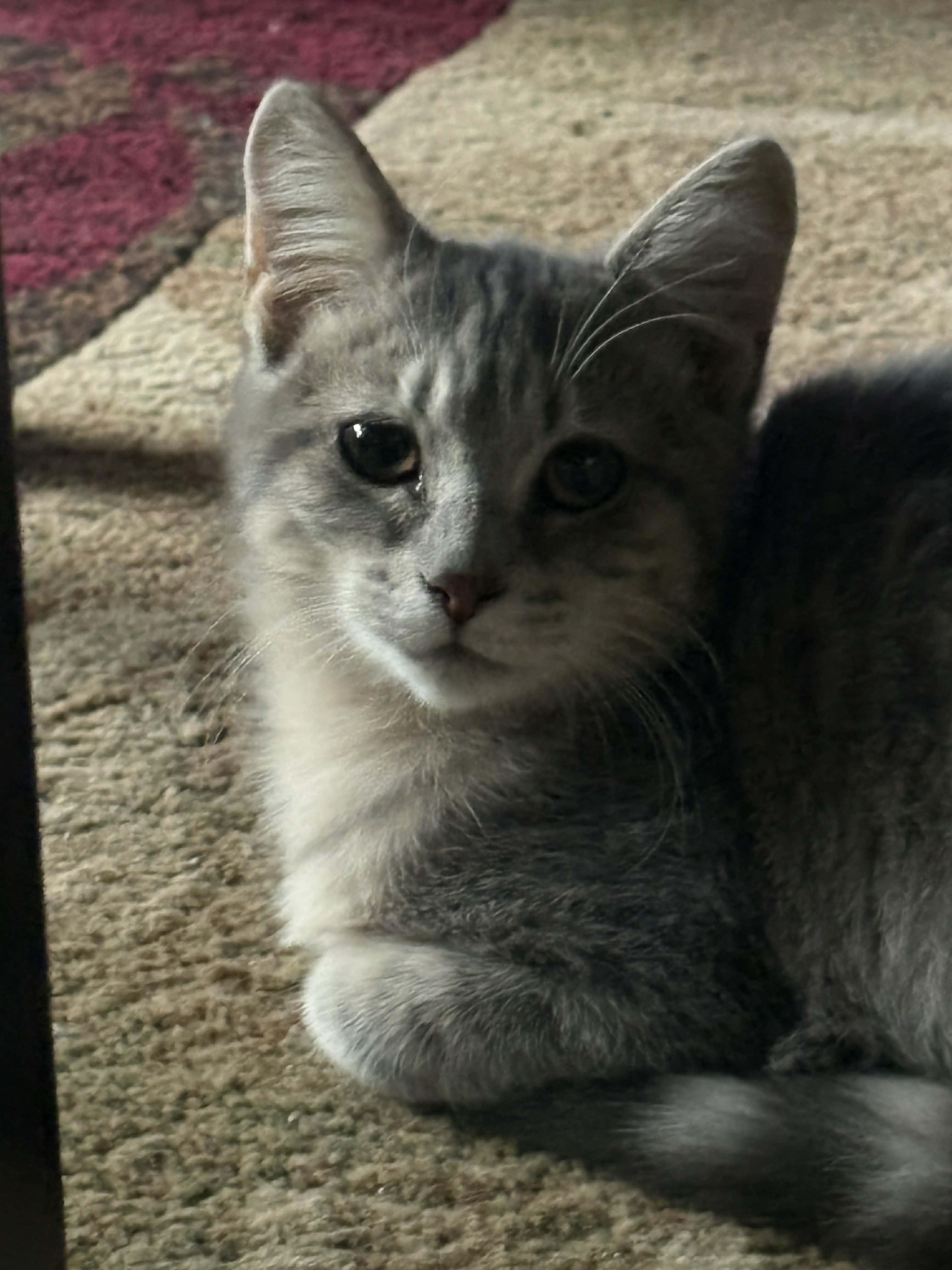 Enlarge Claudia, a ADOPTABLE Domestic Short Hair in Yorktown, IN image 1/1