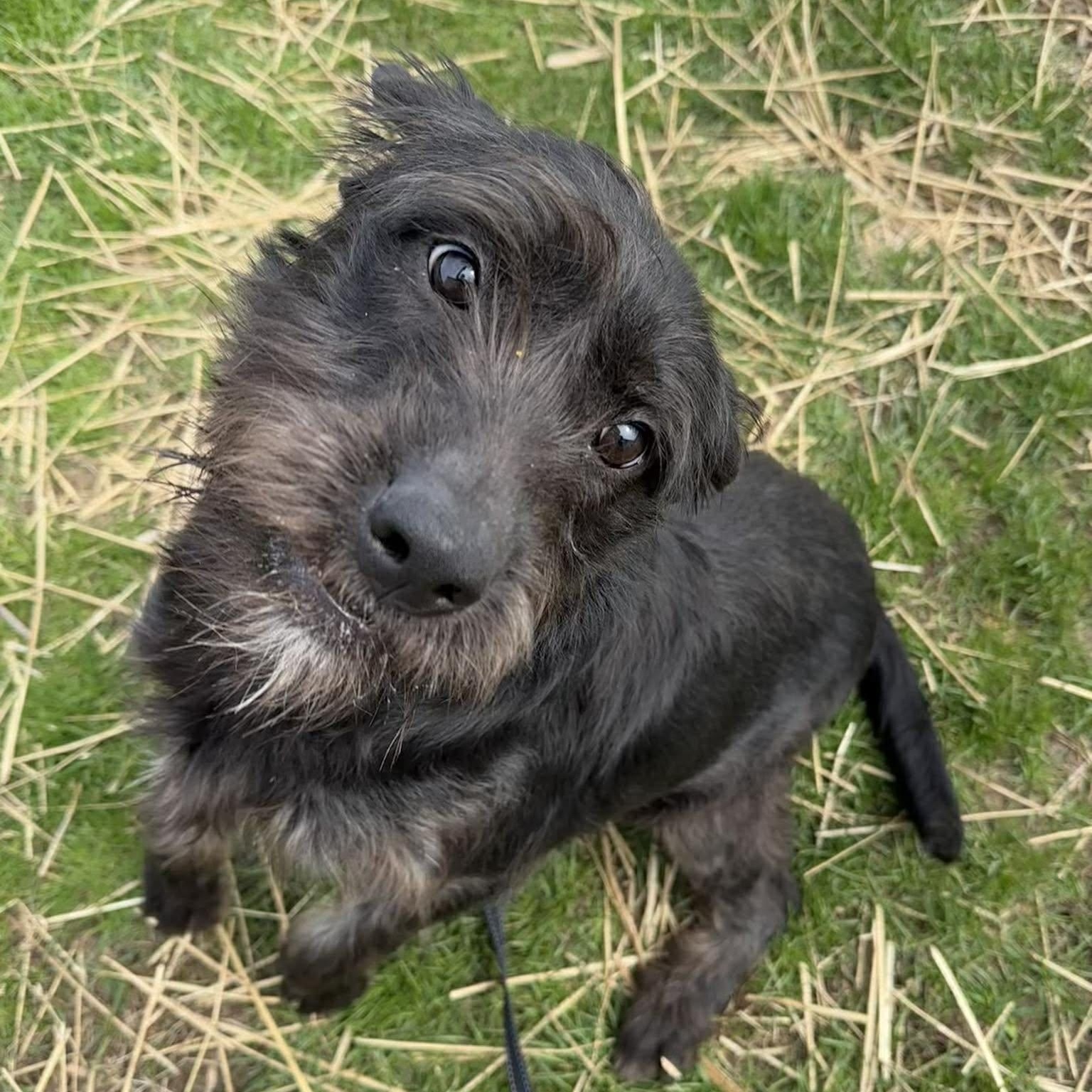 Enlarge Rosie, a ADOPTABLE Terrier in Valparaiso, IN image 1/2