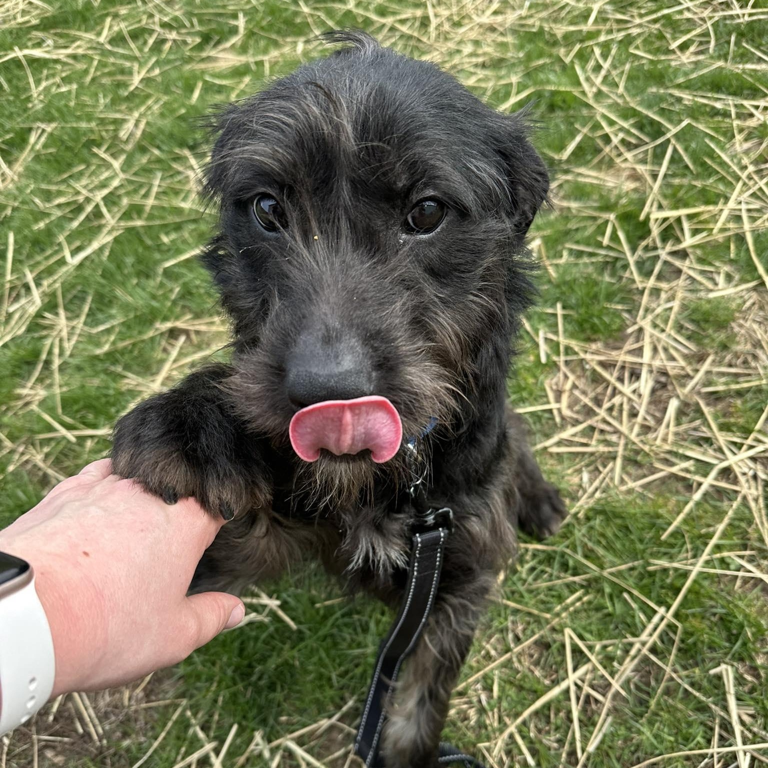 Enlarge Rosie, a ADOPTABLE Terrier in Valparaiso, IN image 2/2