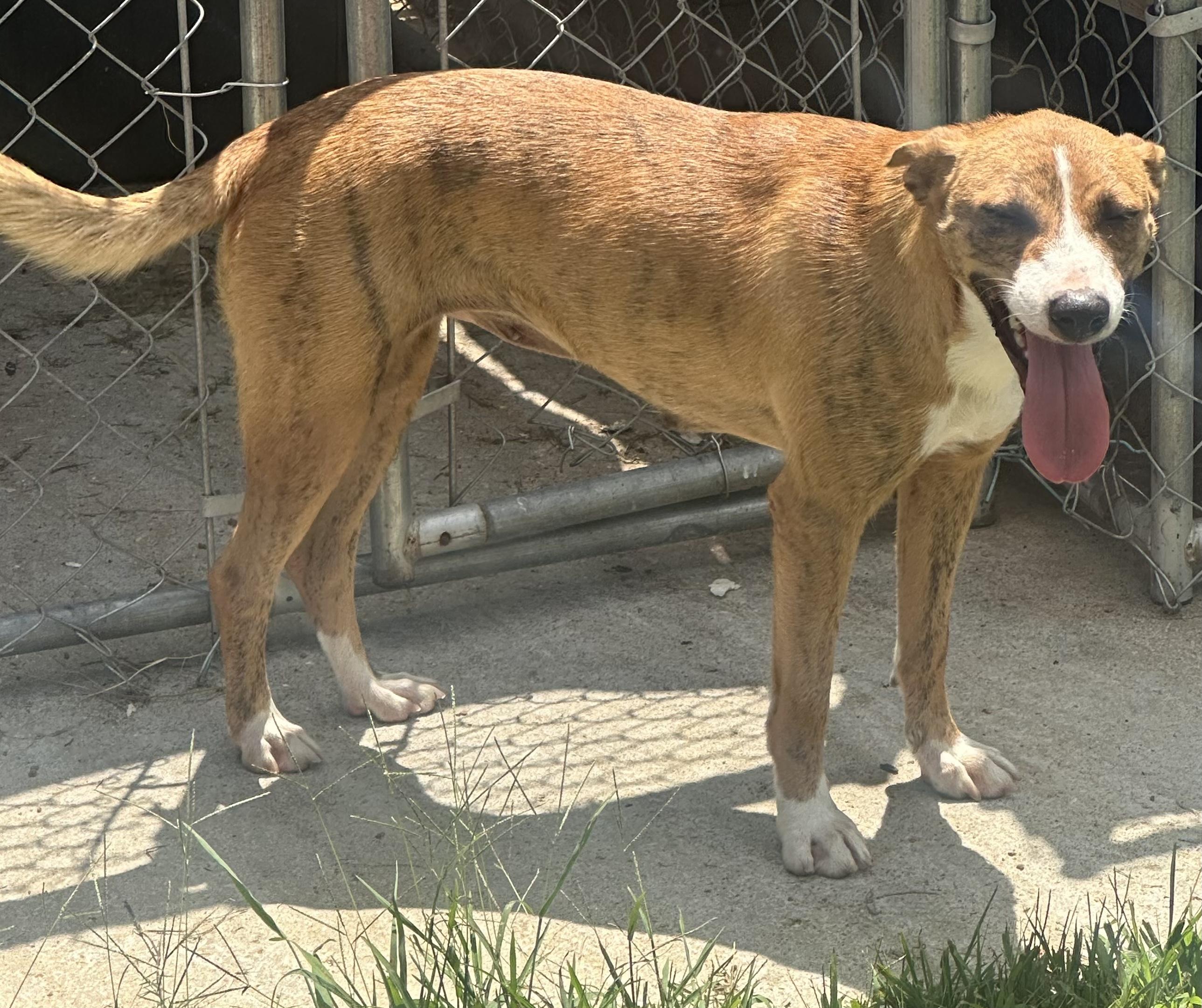 Bingo, Adoptable, Adult Male Mixed Breed.