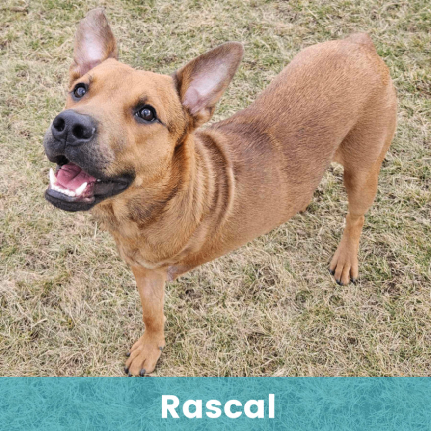 Rascal  5
