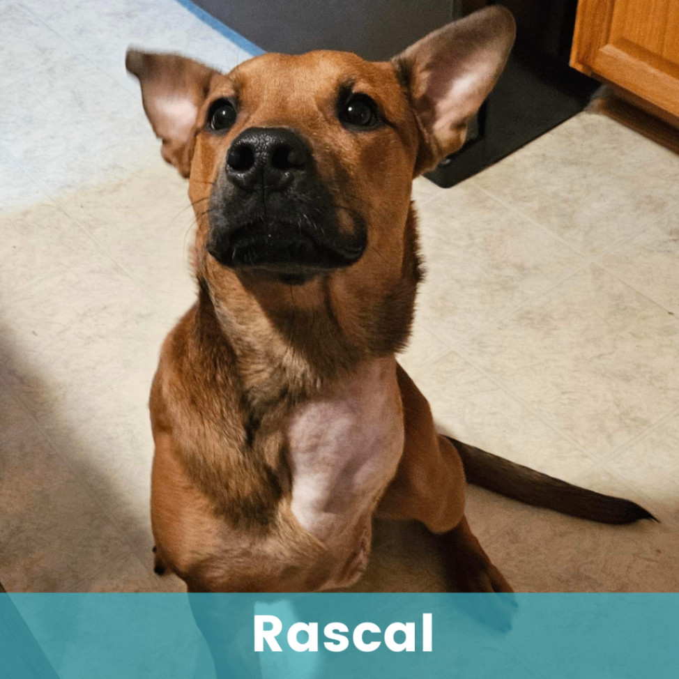 Rascal  4