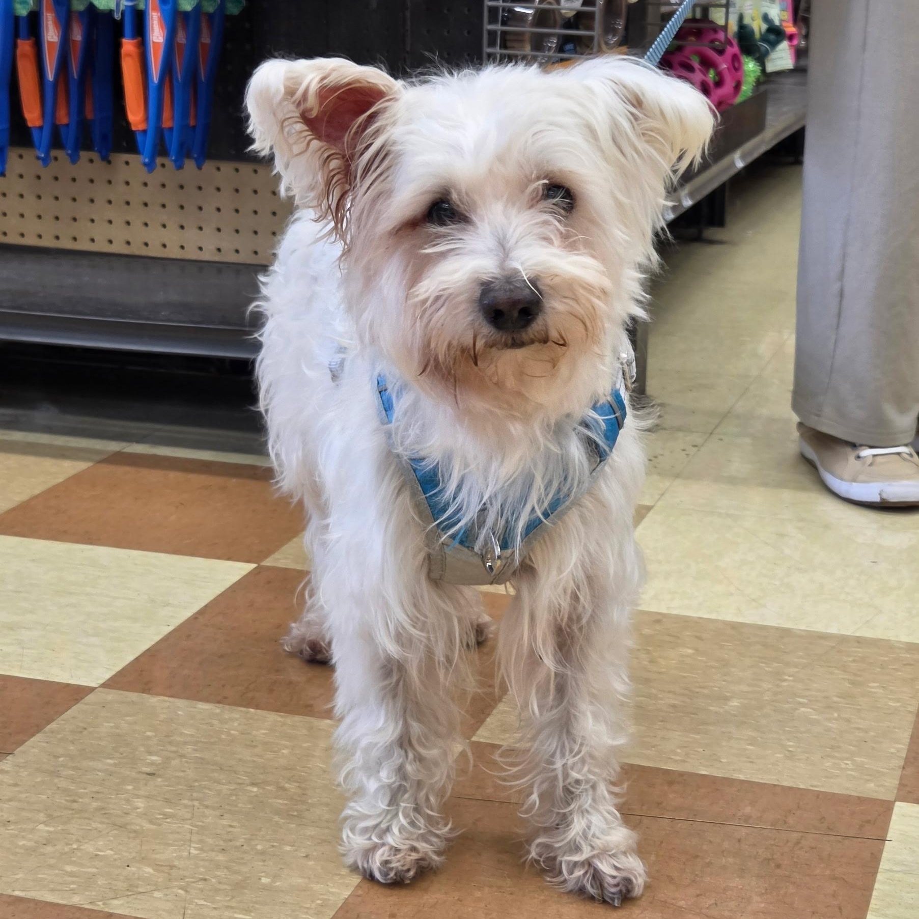 Oscar, a ADOPTABLE mixed breed in Nashville, TN image 1/4