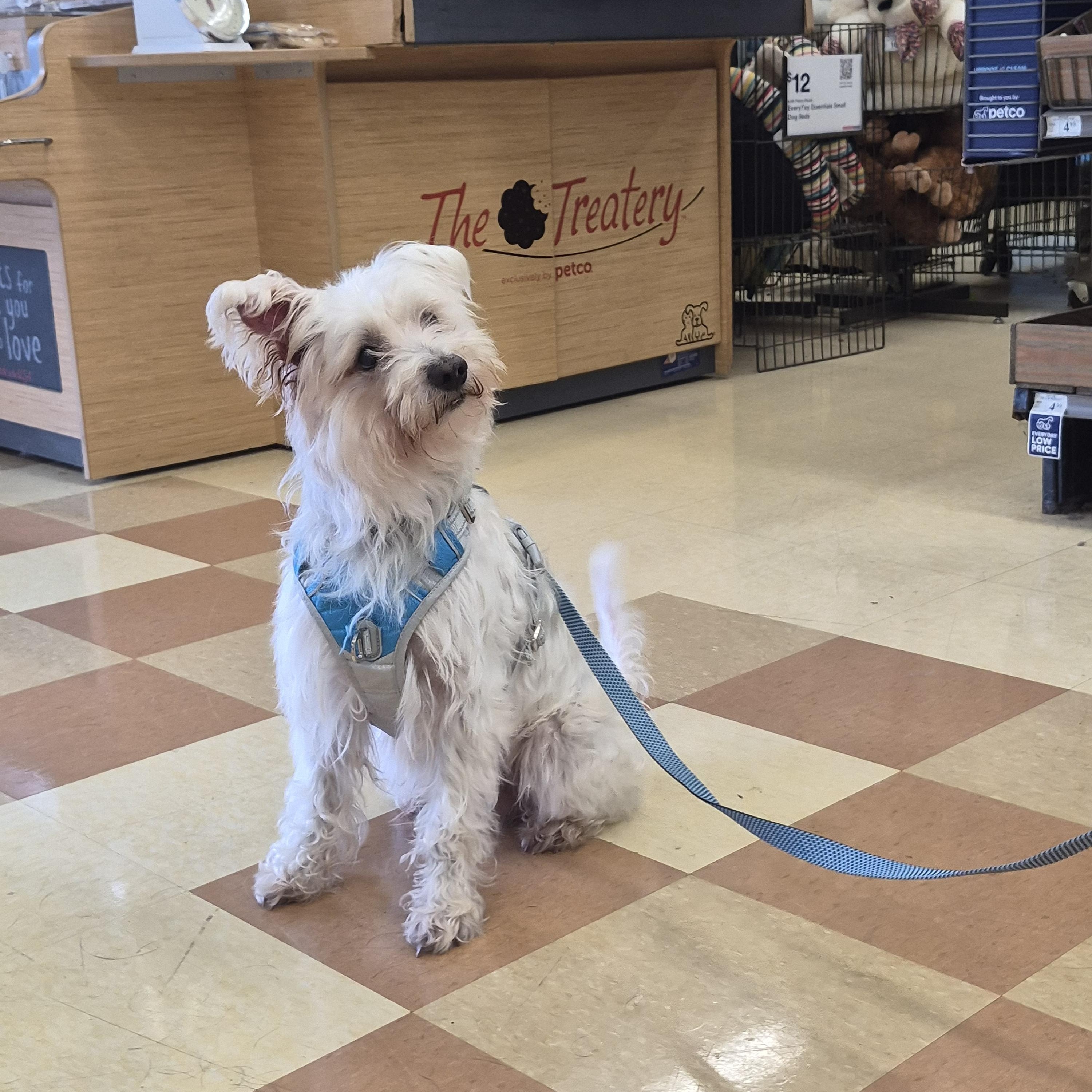 Oscar, a ADOPTABLE mixed breed in Nashville, TN image 4/4