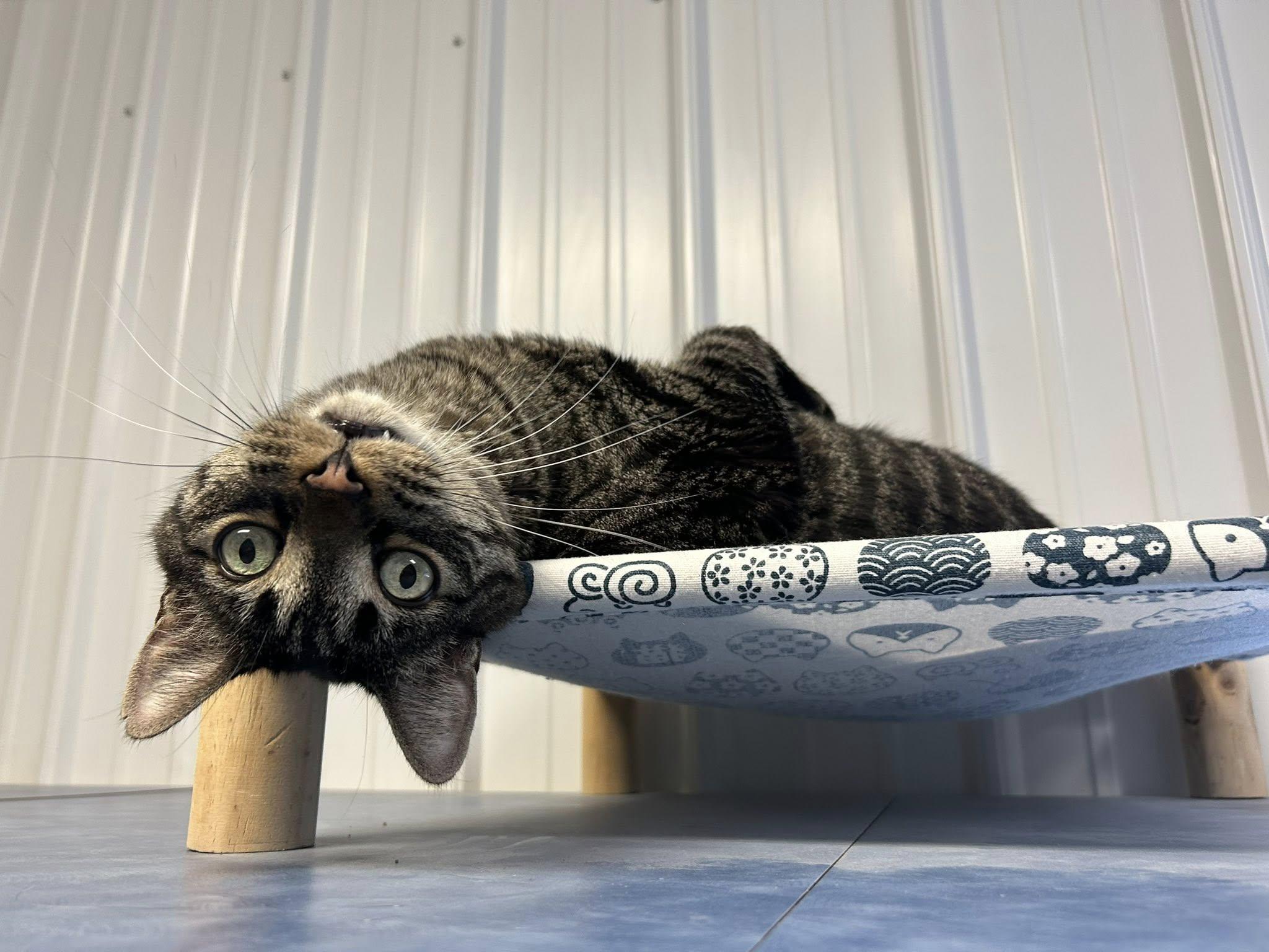 Enlarge Scar, a ADOPTABLE Domestic Short Hair in Clinton, IL image 2/2