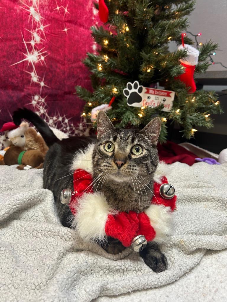 Scar, ADOPTABLE, Adult Male Domestic Short Hair.