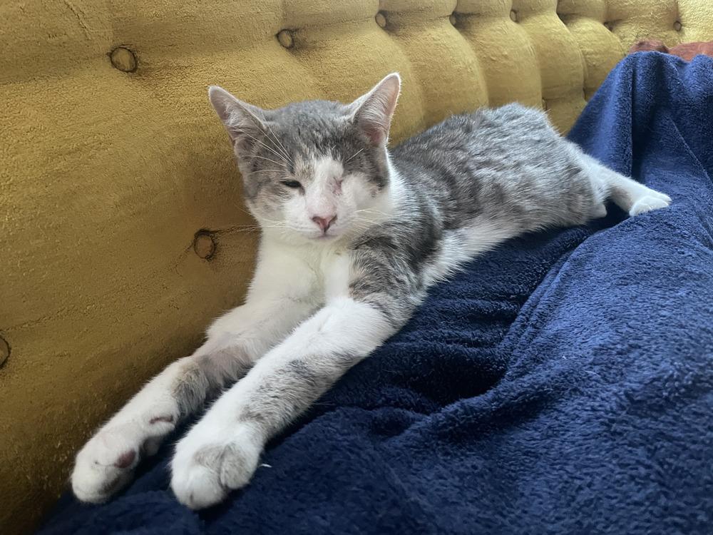 Guppy & Tadpole, a Adoptable mixed breed in New York, NY image 2/6