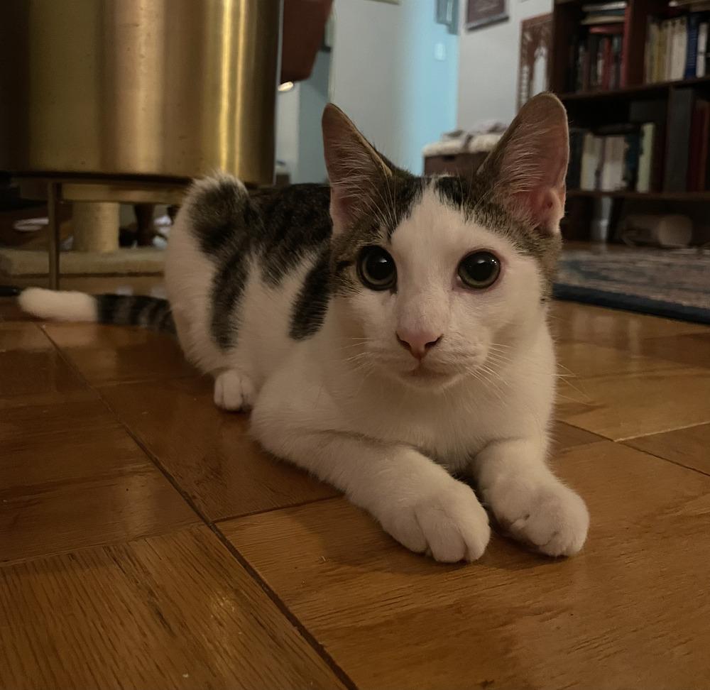 Guppy & Tadpole, a Adoptable mixed breed in New York, NY image 3/6