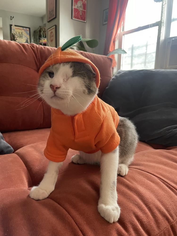 Guppy & Tadpole, a Adoptable mixed breed in New York, NY image 4/6