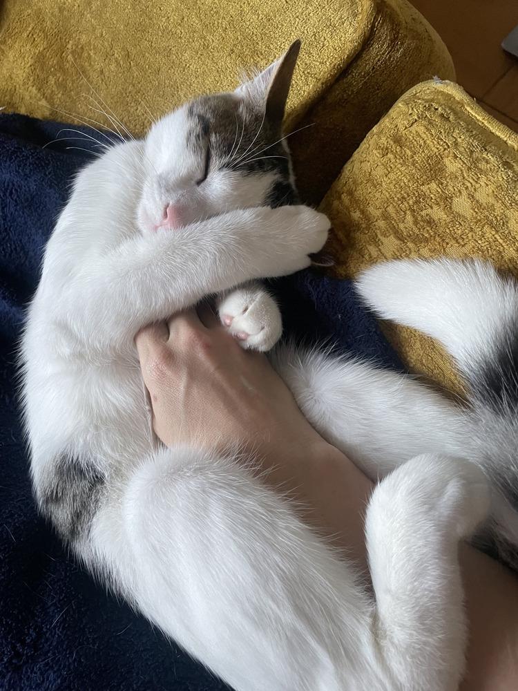 Guppy & Tadpole, a Adoptable mixed breed in New York, NY image 5/6