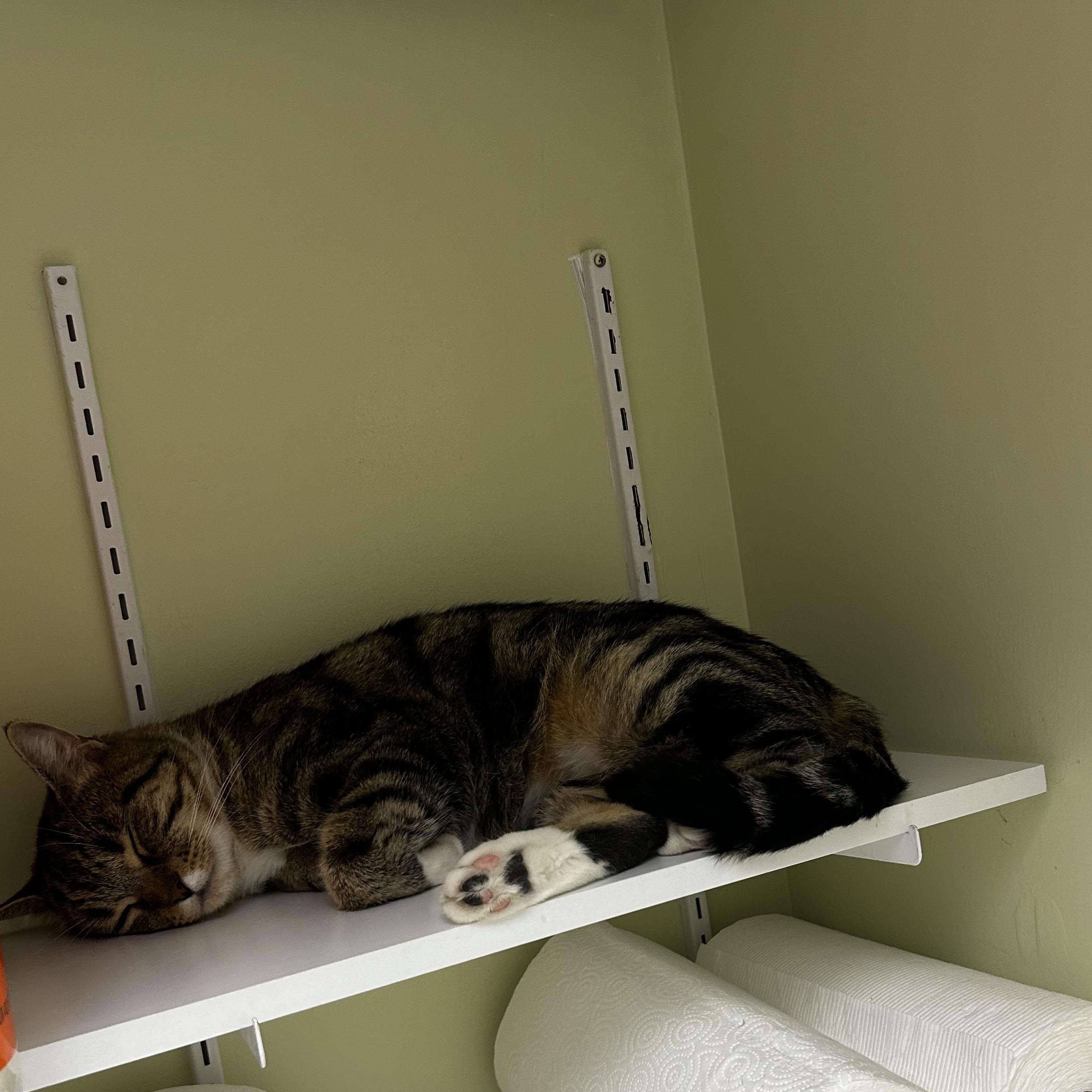 Enlarge Skittles, a Adoptable Domestic Short Hair in Cape May, NJ image 2/2