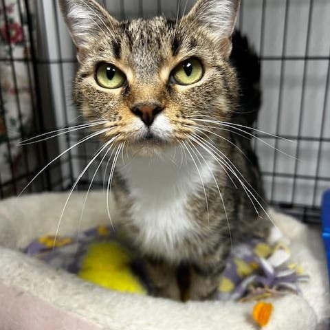 Enlarge Skittles, a Adoptable Domestic Short Hair in Cape May, NJ image 1/2