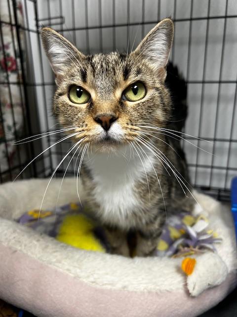 Enlarge Sprinkles, a Adoptable Domestic Short Hair in Cape May, NJ image 1/1