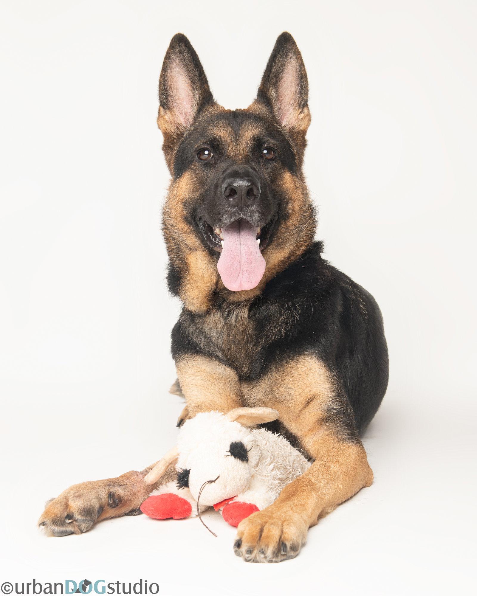 Enlarge Dixie - F, a Adoptable German Shepherd Dog in Tampa, FL image 1/3