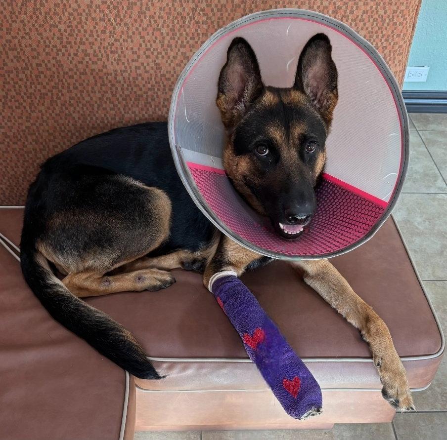 Dixie - F, Adoptable, Adult Female German Shepherd Dog.