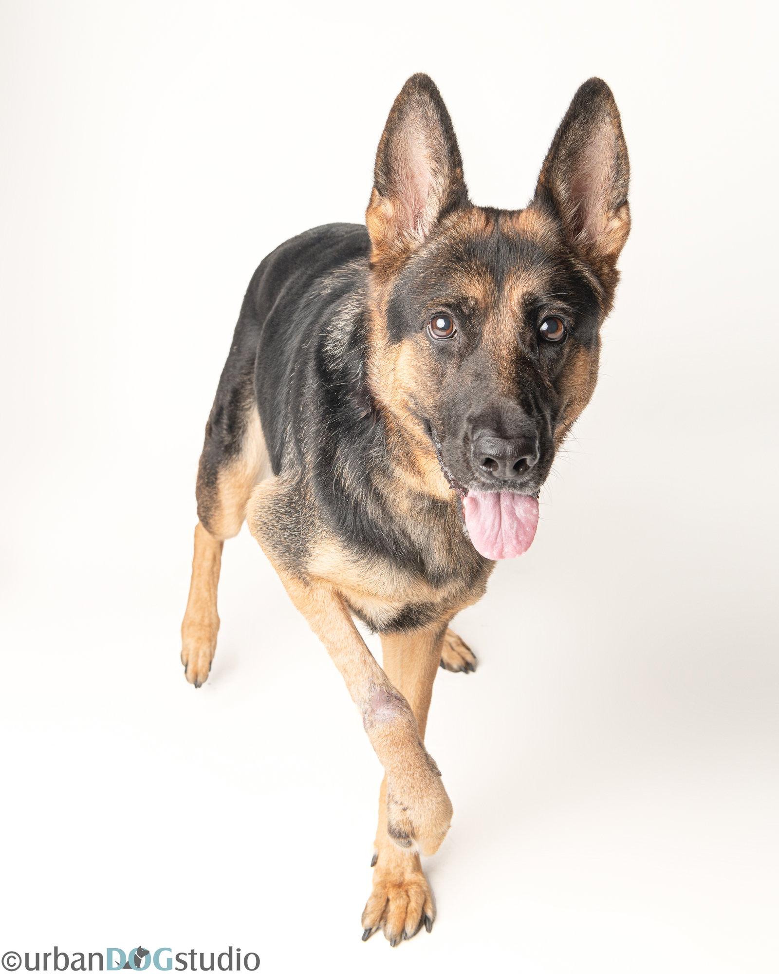 Enlarge Dixie - F, a Adoptable German Shepherd Dog in Tampa, FL image 2/3