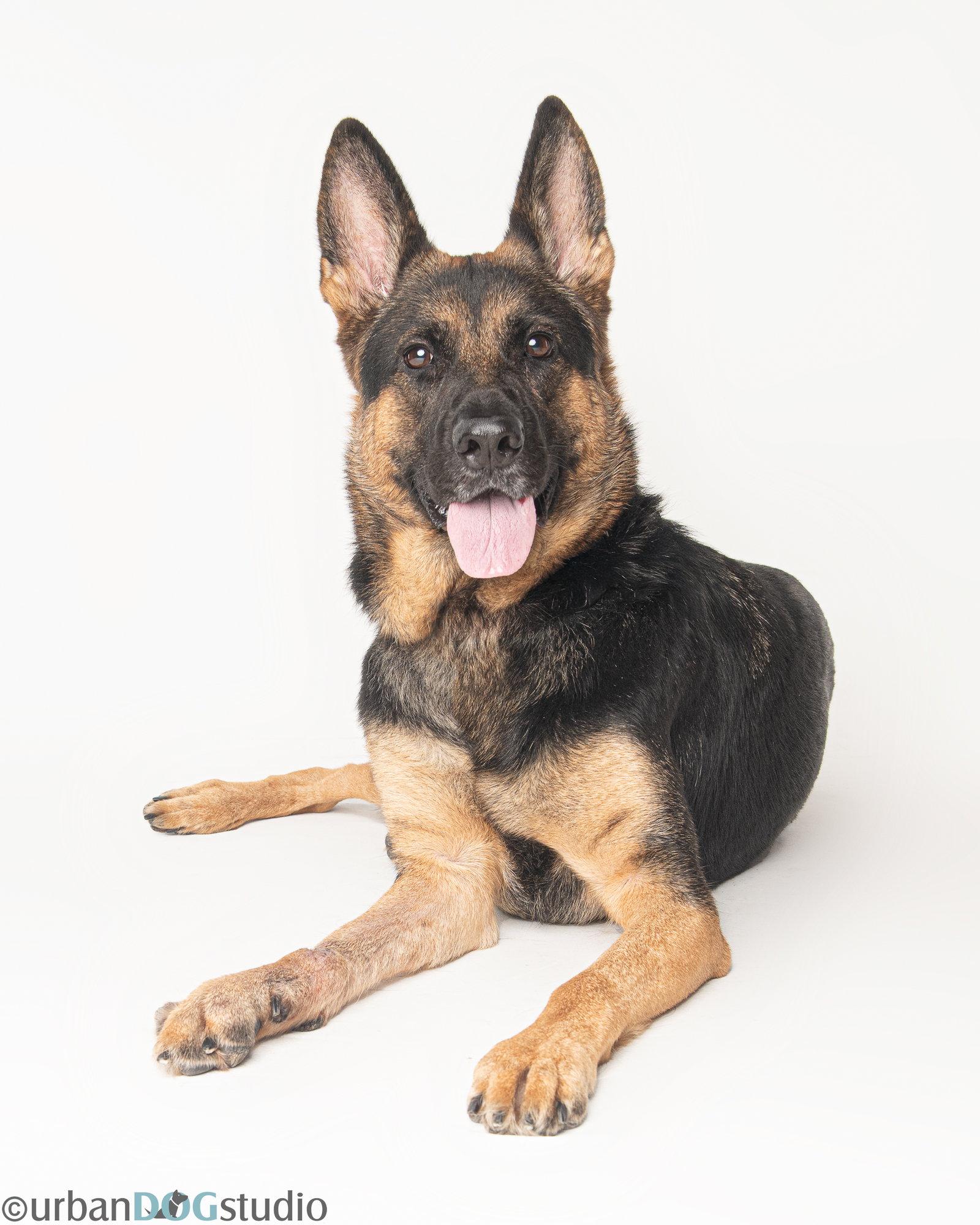 Enlarge Dixie - F, a Adoptable German Shepherd Dog in Tampa, FL image 3/3