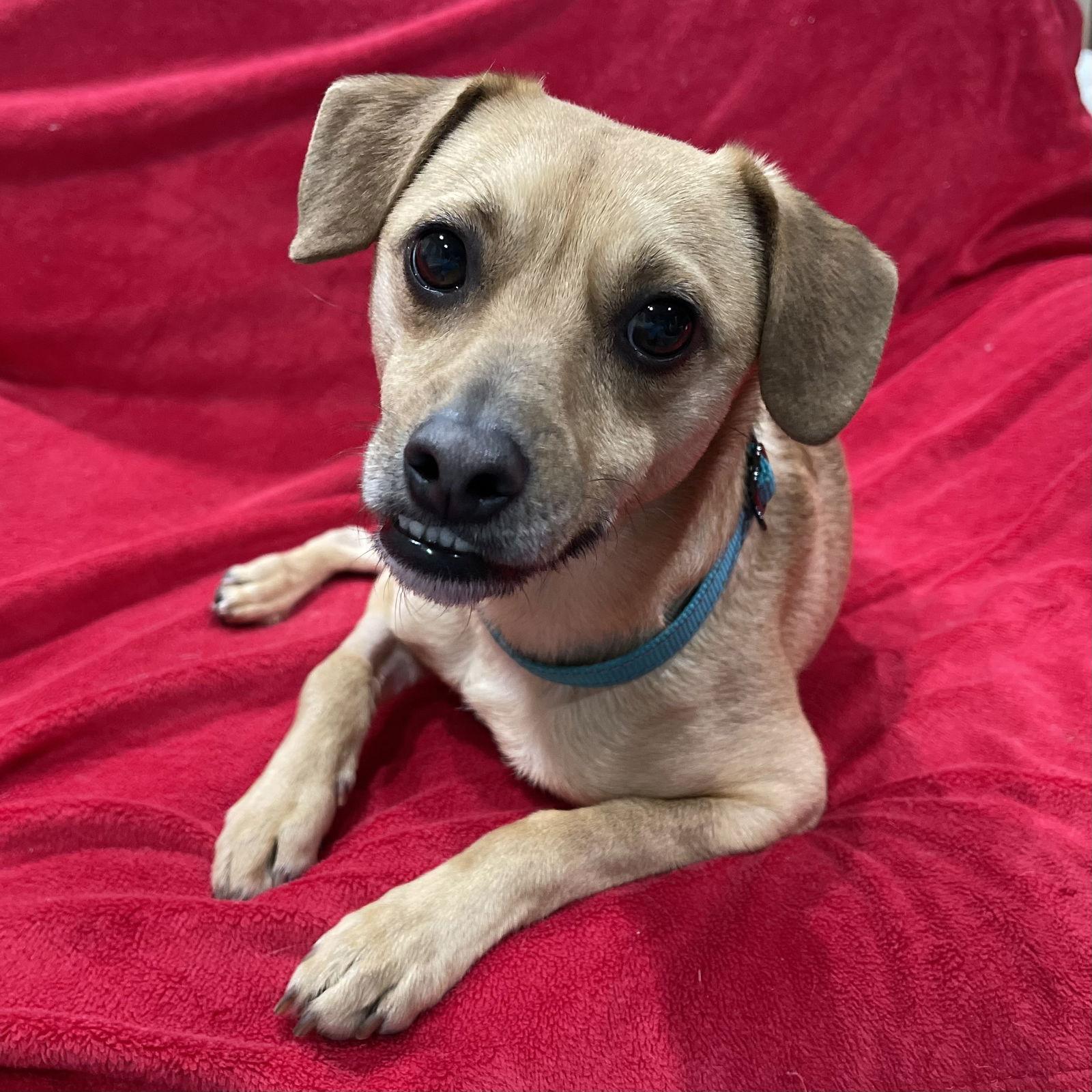 Enlarge Jackson the Tripod, a Adopted mixed breed in Santa Clara, CA image 1/3