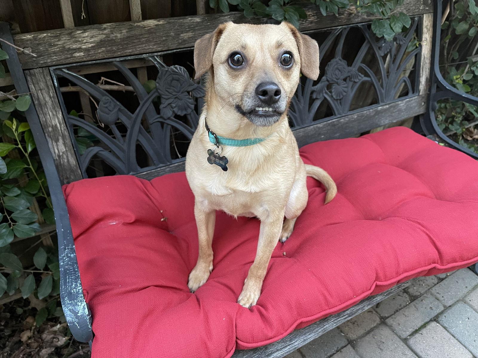 Enlarge Jackson the Tripod, a Adopted mixed breed in Santa Clara, CA image 3/3