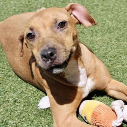 Carmella, Adoptable, Adult Female Terrier & Mixed Breed.