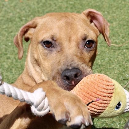 Carmella, Adoptable, Adult Female Terrier & Mixed Breed.