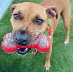 Enlarge Carmella, a Adoptable mixed breed in Largo, FL image 2/3