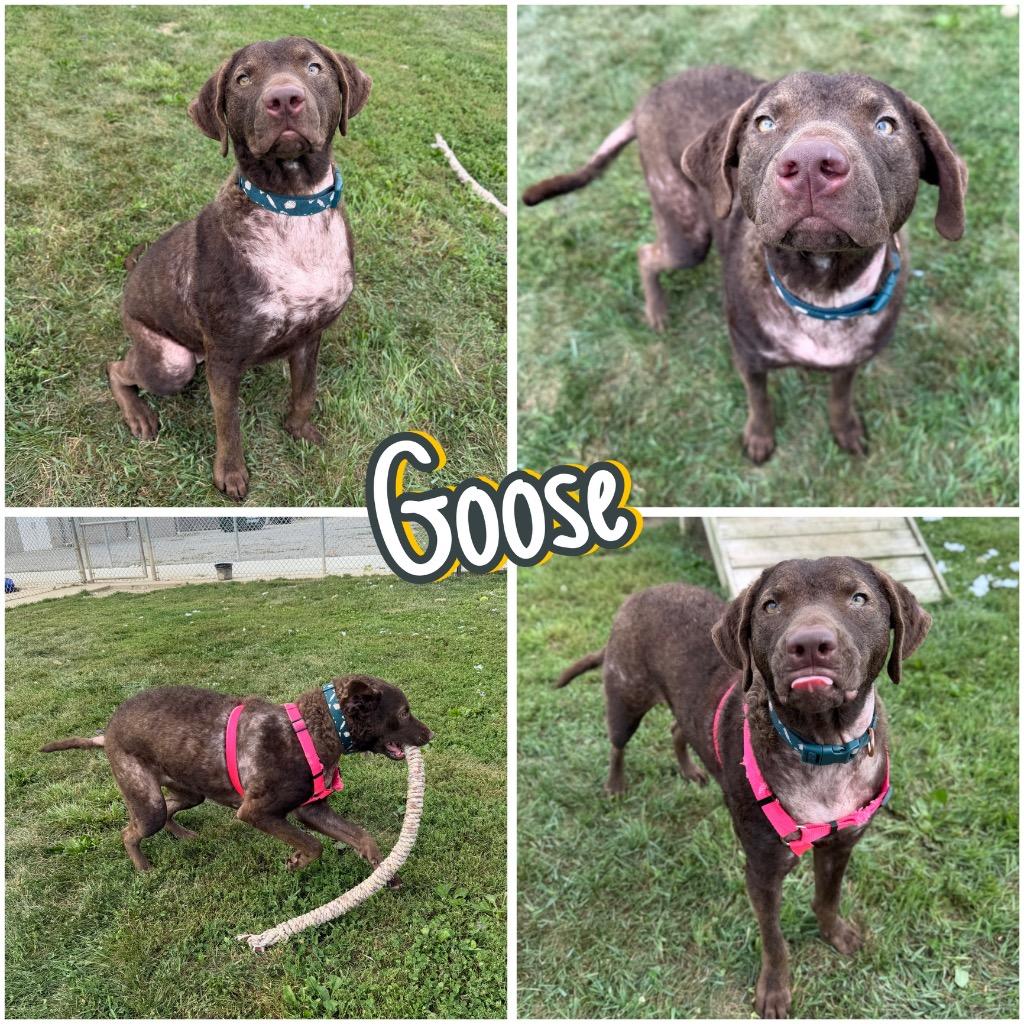Goose, Adoptable, Young Female Chesapeake Bay Retriever.