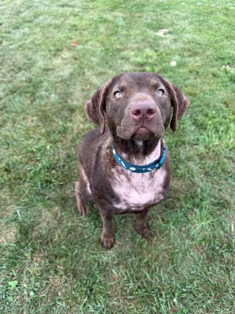 Enlarge Goose, a Adoptable mixed breed in Pierceton, IN image 2/6