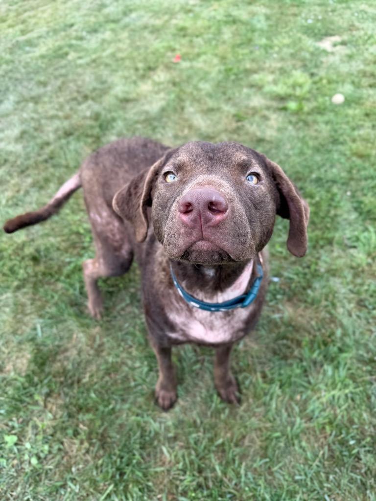 Enlarge Goose, a Adoptable mixed breed in Pierceton, IN image 3/6