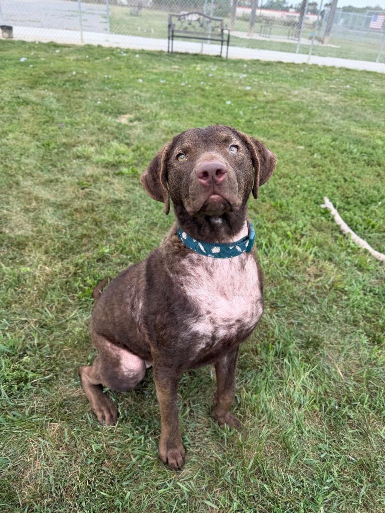Enlarge Goose, a Adoptable mixed breed in Pierceton, IN image 4/6