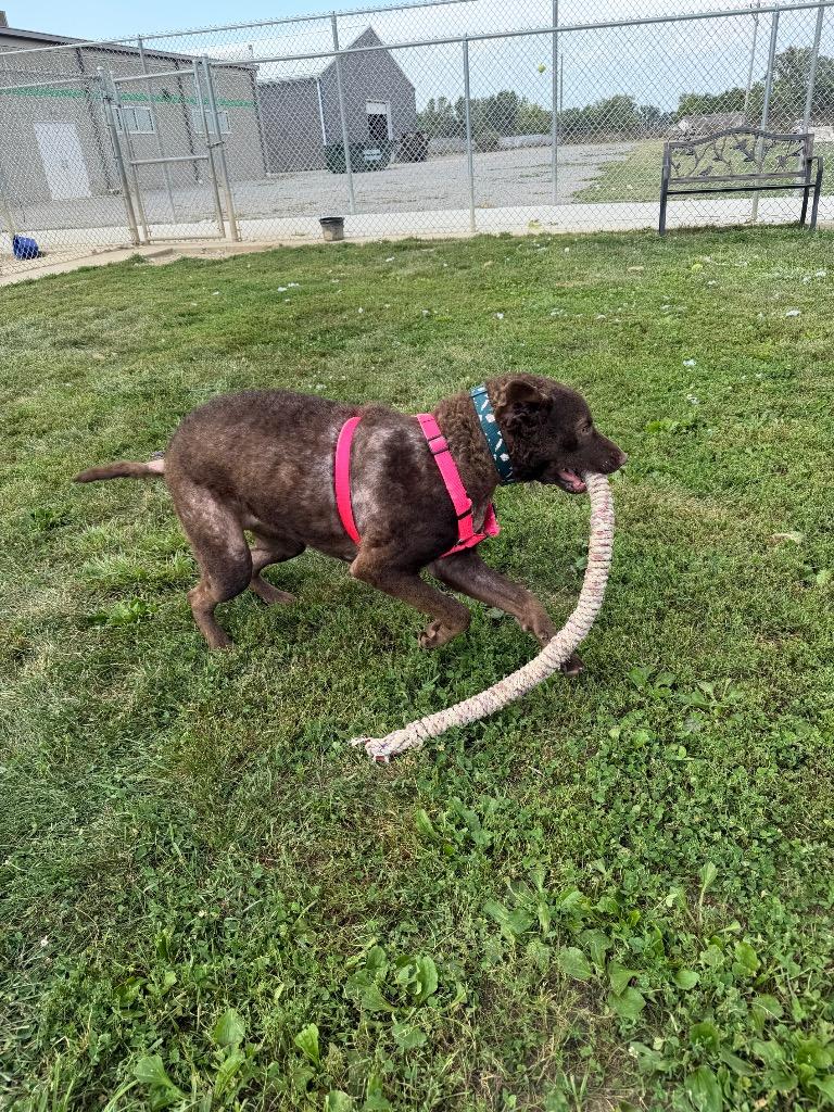 Enlarge Goose, a Adoptable mixed breed in Pierceton, IN image 5/6