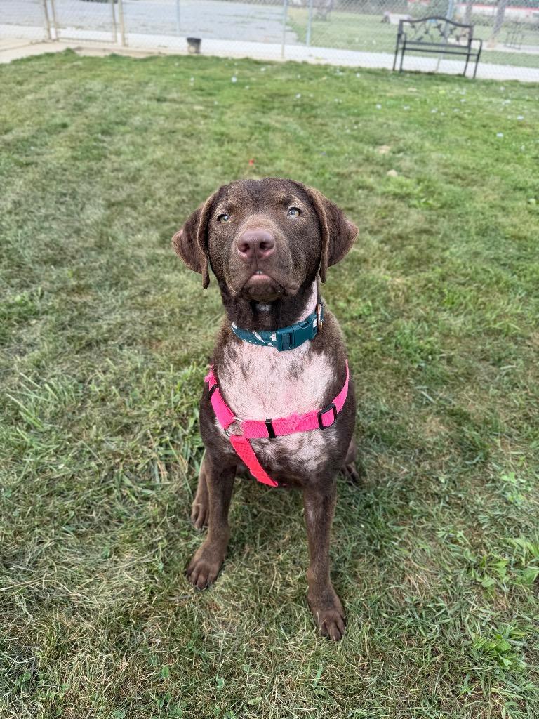 Enlarge Goose, a Adoptable mixed breed in Pierceton, IN image 6/6