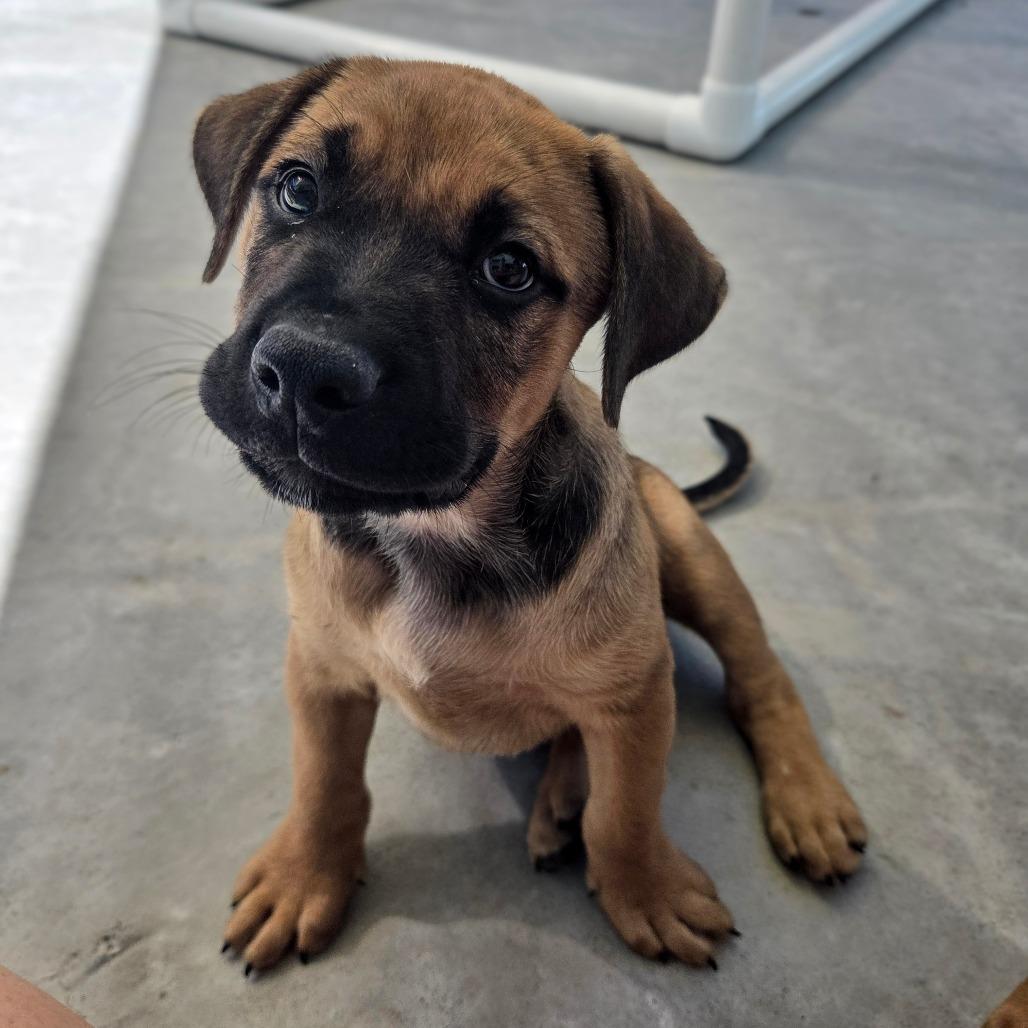 Snap, Adoptable, Puppy Male Black Mouth Cur.