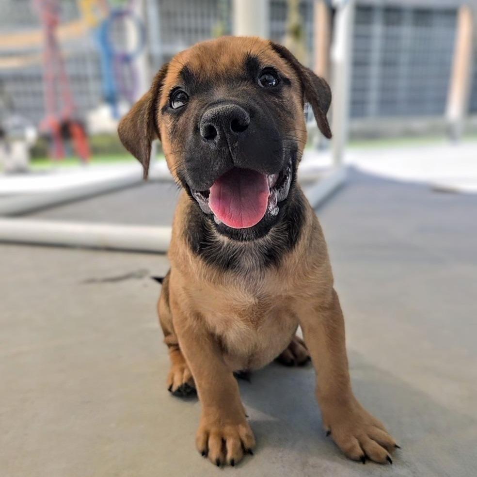 Enlarge Snap, a Adoptable Black Mouth Cur in Newport, TN image 2/3